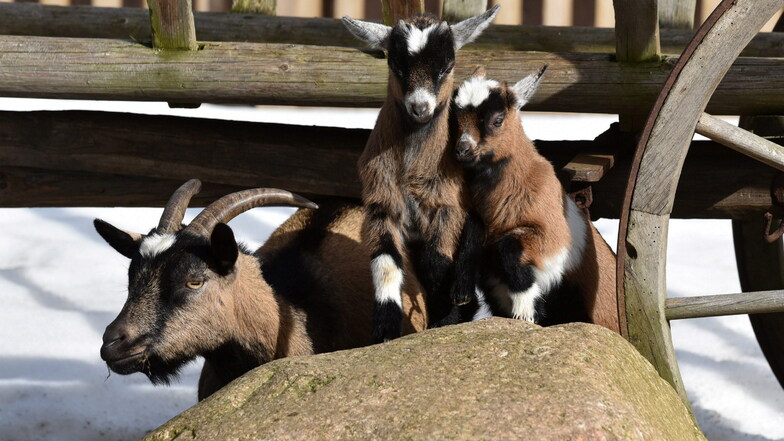 Wann kommen sie denn endlich? Die neu geborenen Ziegen im Wildpark Geising halten schon nach Gästen Ausschau.
