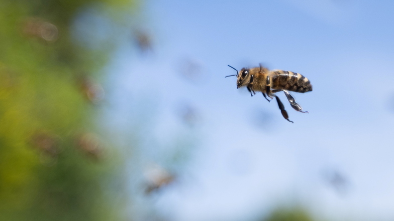 Ein aggressiver Bienenschwarm sorgte in Sachsen für den Abbruch eines Fußballspiels.