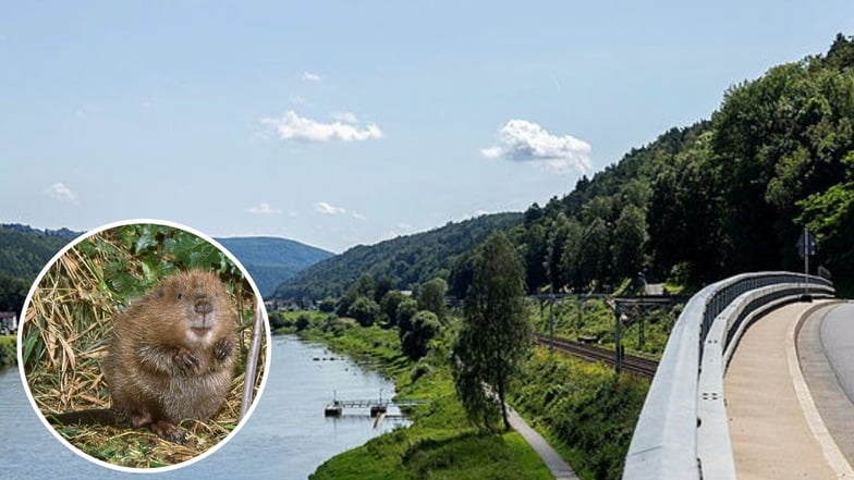 Biber bremst Ausbau des Elberadwegs bei Bad Schandau