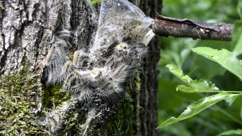 Ein Nest des gefährlichen Eichenprozessionsspinners. Kommt man in Berührung mit den Brennhärchen der Raupen kann es zu starken Ausschlägen kommen. Noch schlimmere Folgen hat es, wenn die Haare eingeatmet werden.