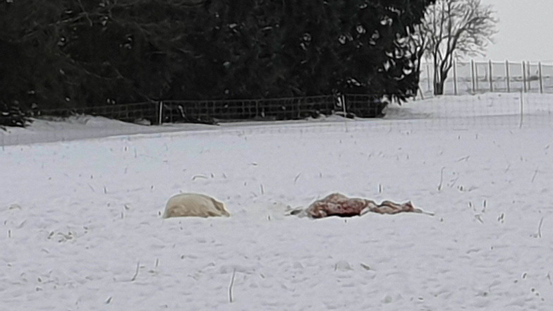 Einer der Herdenschutzhunde bewacht ein offenbar bereits totes Schaf auf der Kunnersdorfer Weide.