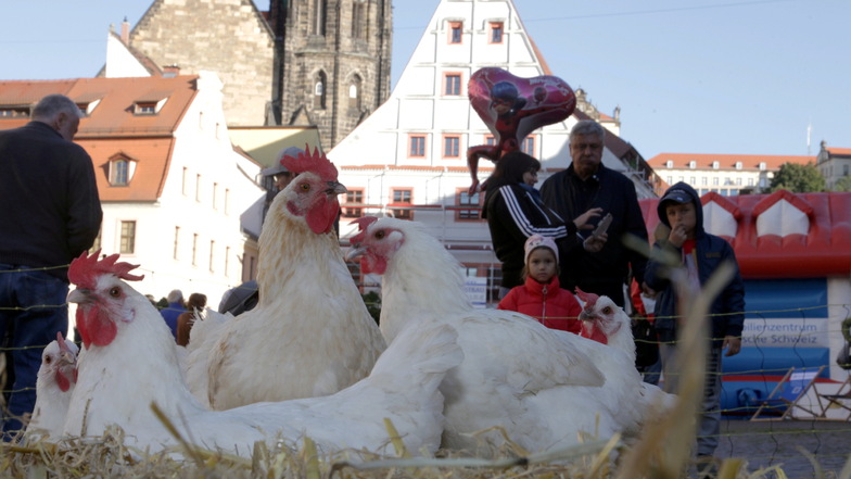 Ein Hahn, zig Hühner, Enten - das Geflügel pickt mitten auf dem Markt in Pirna vor dem Rathaus im Stroh.