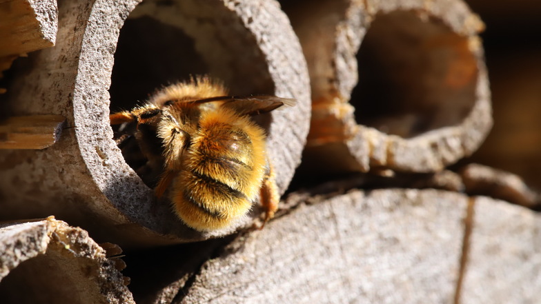 Im Garten ein Zuhause für Wildbienen