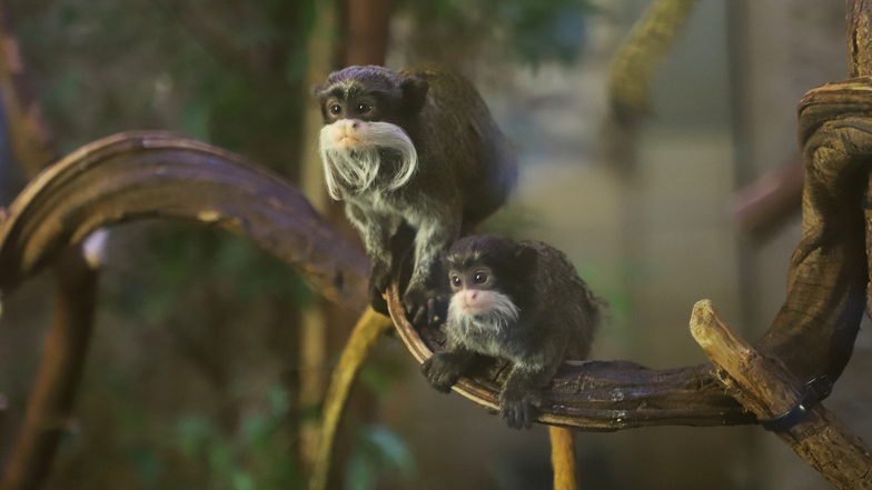 Die niedlichen Kaiserschnurrbarttamarine gehören zu den Publikumslieblingen im Zoo Dresden.