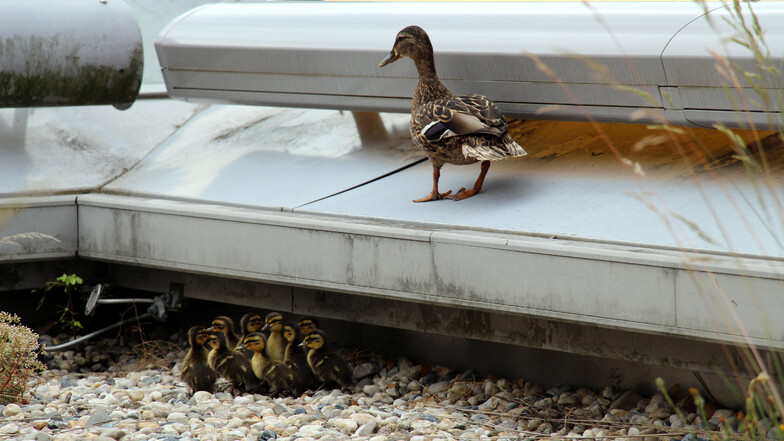 Entenfamilie auf dem Klinikdach: Quartier mit Bedacht gewählt, aber etwas Wichtiges übersehen.