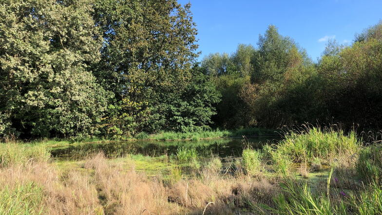 Hier ist die Schwarze Röder fast schon zu einem Teich geworden. Im Hintergrund ist der Damm der Biber zu erkennen.