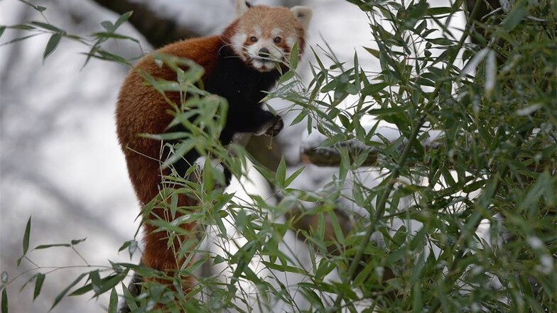 Roter Panda, Kleiner Panda, Katzenbär, Bärenkatze, Feuerfuchs, Goldhund - dieses Tier hat viele Namen.