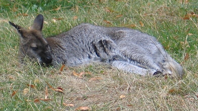 Das Bennett-Känguru hat es sich bequem gemacht. Im Mai verließ das Tier den schützenden Beutel der Mutter.