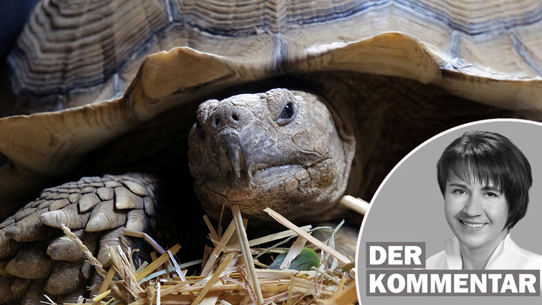 Die Spornschildkröte Saba lebt zurzeit in einem Meißner Tierheim.