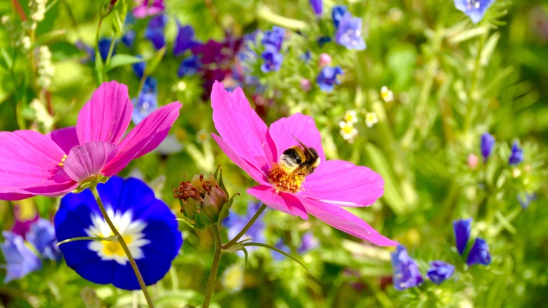 Bei LandMAXX erhalten Sie mit dem Bienenhaus die ideale Unterkunft – dann braucht es nur noch bienenfreundliche Pflanzen und Blumen in der Umgebung.
