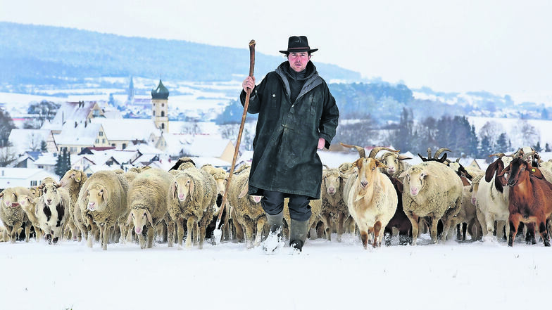 Schäfer Markus Rehm ist mit einer Herde Schafen und Ziegen auf schneebedeckten Wiesen in Baden-Württemberg unterwegs. Dort und in anderen Regionen Deutschlands richten Wölfe inzwischen große Schäden an. Betroffene Viehhalter können nun auf mehr Unterstütz