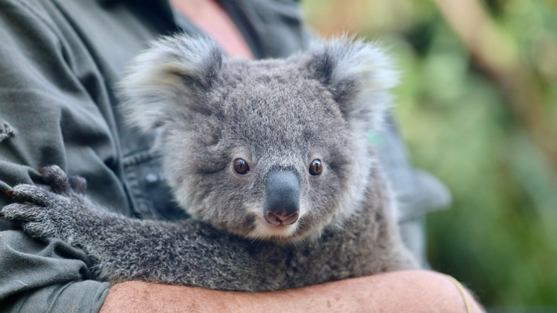 Teenager wegen Koala-Klau verurteilt