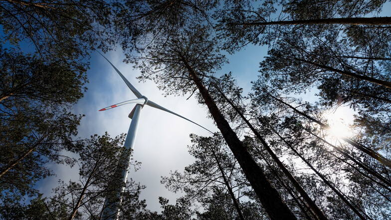 Windkraft im Wald: Ist Brandenburg ein Vorbild für Sachsen?