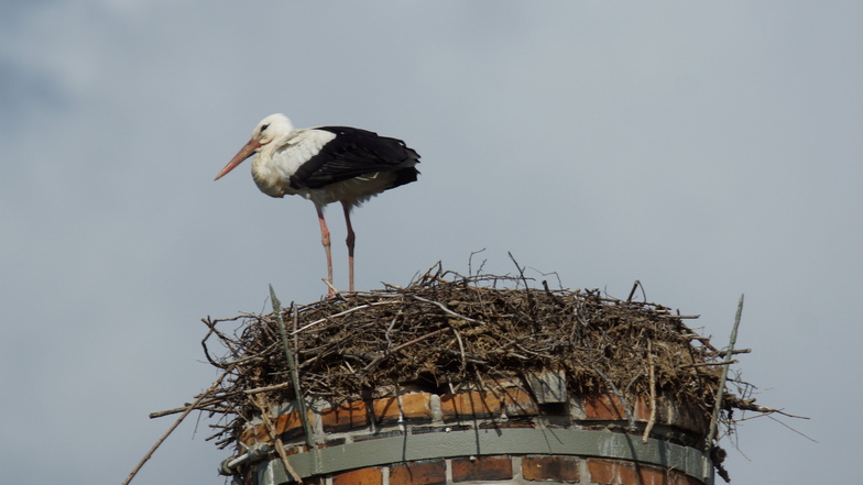 Am Dienstag hat sich der erste Storch des Jahres auf dem Nest in Großbauchlitz niedergelassen. Klappt es diesmal mit dem Nachwuchs?
