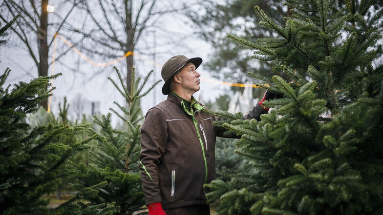 Diese Woche beginnt Andreas Heyde in Deutsch Paulsdorf mit dem Schlagen der Weihnachtsbäume.