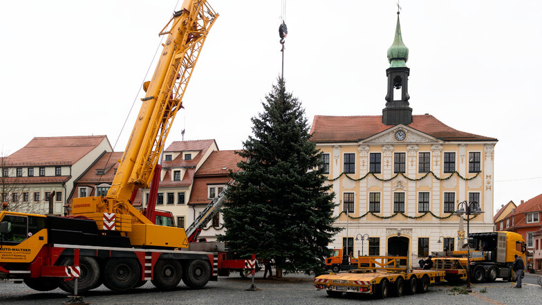 Am Mittwochvormittag wurde der Weihnachtsbaum auf dem Markt aufgestellt.