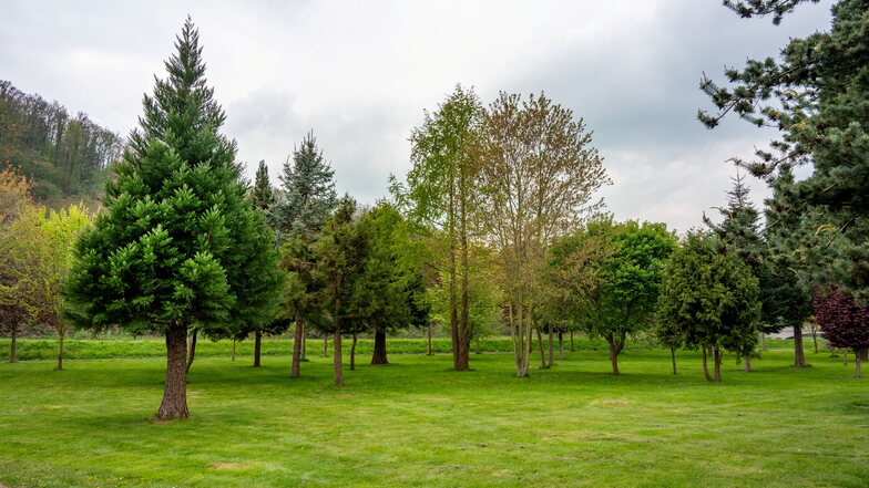 Das Arboretum in Westewitz wird im Moment kaum wahrgenommen. Es soll zu einem Ort der Entspannung, Inspiration und Information über Umweltthemen werden.