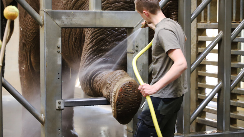 Zeigt her eure Füße: Darum werden die Zoo-Elefanten in Dresden trainiert