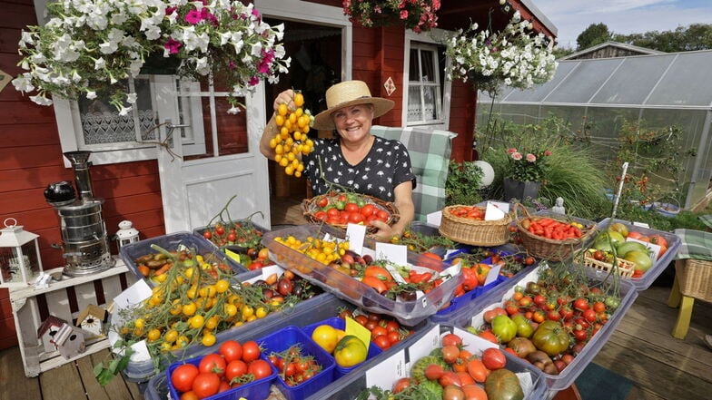 Tomaten, so weit das Auge reicht, gibt es derzeit im Garten von Swetlana Hüttner Nun geht es darum, die reiche Ernte auch gut zu verarbeiten