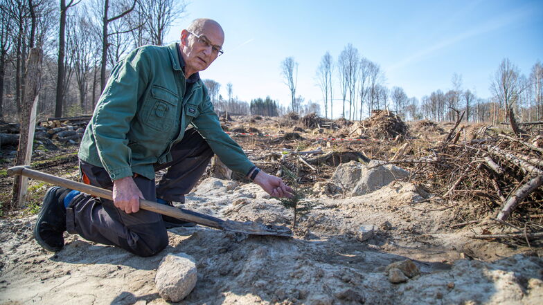 Ekkehard Kießling ist Besitzer von 48 Hektar Wald in den Kämpferbergen bei Köningshain. 600 Jungtannen haben er und seine Familie bereits in den Boden gebracht. Der 50-jährige Altbestand ist fast verschwunden.