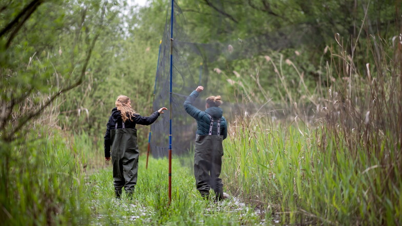 Kathrin Hoffmann und Sabine Urban kontrollieren das Netz im Teich auf gefangene Vögel.