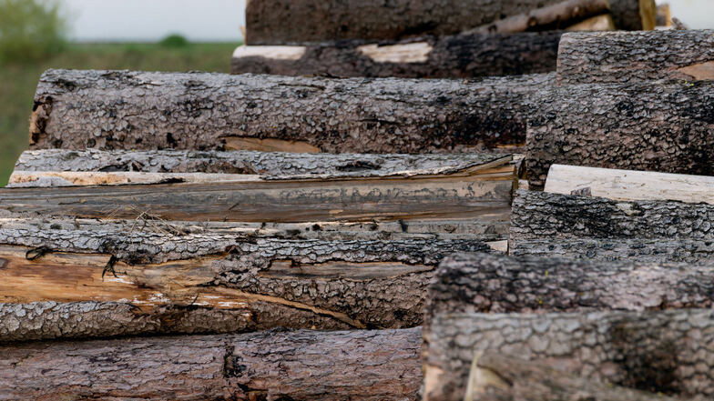 Forst will Holz schnell und billig loswerden