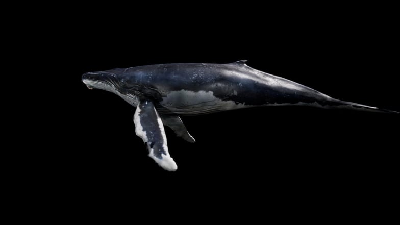 Noch schwimmt der Wal vor schwarzem Grund – für das Konzert in der Sachsenarena wird er später auf eine transparente Leinwand projiziert.