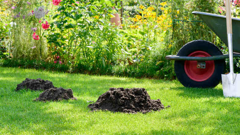 Verräterische Spuren im Garten: Maulwürfe erkennt man häufig an den typischen Erdhügeln, die beim Graben ihrer Gänge entstehen.