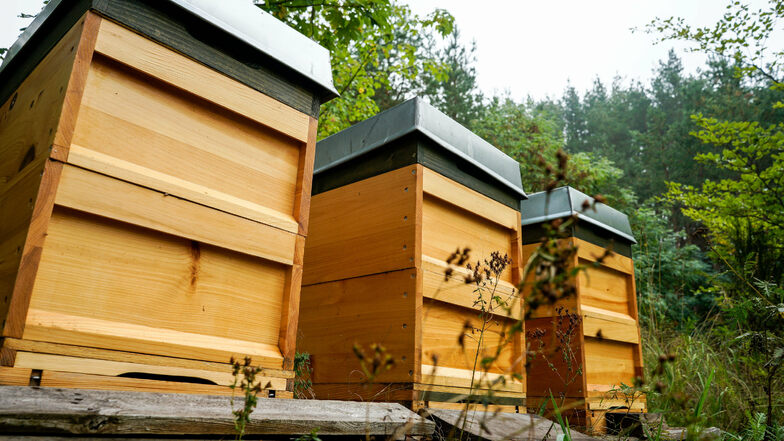 Diese drei Bienenstöcke stehen seit April hinter der Frühlingsbergschule in Sohland.
