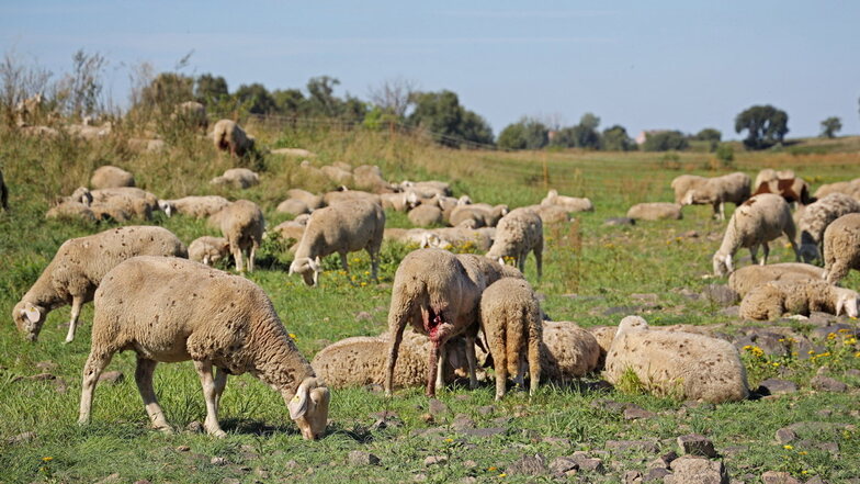 Erster Fall seit 2021: Blauzungenkrankheit bei Schaf in NRW bestätigt