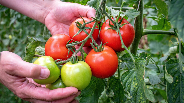 In  den Zelten des Auenhofes wachsen unter anderem Tomaten. Die Pflanzen dafür wurden  von den Mitarbeitern gezogen. 