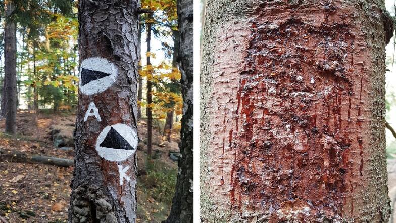 Vorher und nachher: Die Markierungen der Kletterwege sind weggekratzt, die Rinde des Baums wurde dabei großflächig beschädigt.