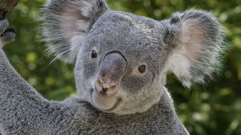 Das Koala-Männchen Iraga aus dem Dresdner Zoo litt unter einer schweren Krankheit, die auch bei wild lebenden Tieren vorkommt.