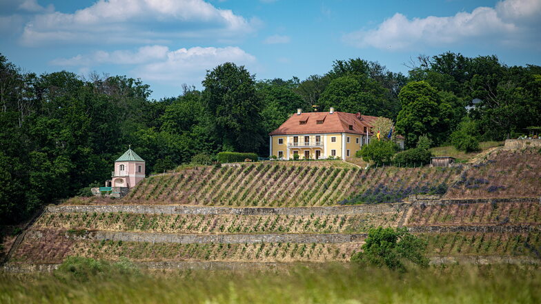 Der sanierte Weinberg über der Elbe in Dresden mit seinen etwa 3.000 Rebstöcken der traditionellen Sorten Riesling und Traminer.