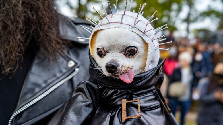 Lustig für den Menschen, aber ein Grauen fürs Tier: Ein Chihuahua Hund kostümiert in Lederjacke und Stecknadelkopf streckt die Zunge raus. Fast 250 kostümierte Hunde und ihre Besitzer nehmen an der größten Halloween-Parade des Landes für Hunde im East Riv