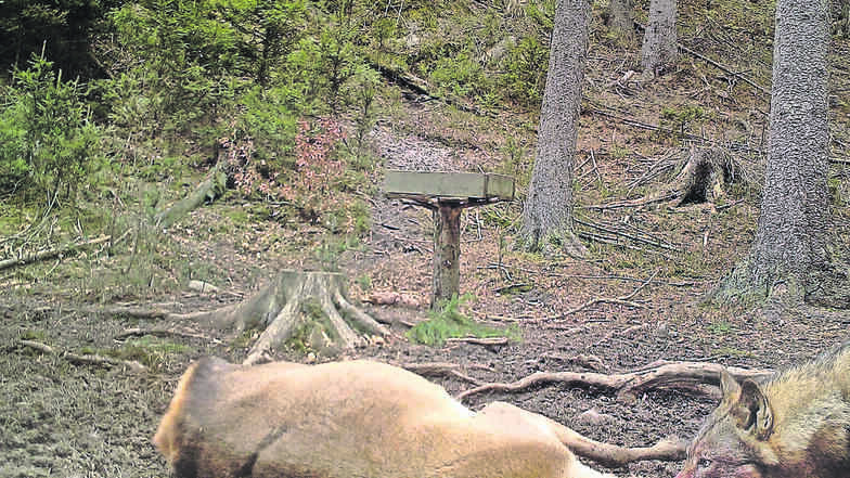 Das hat es so noch nicht gegeben. Eine Fotofalle im Nationalpark Böhmische Schweiz hat im April dieses Jahres den tödlichen Kehlbiss eines Wolfes bei einem Rotwild festgehalten.