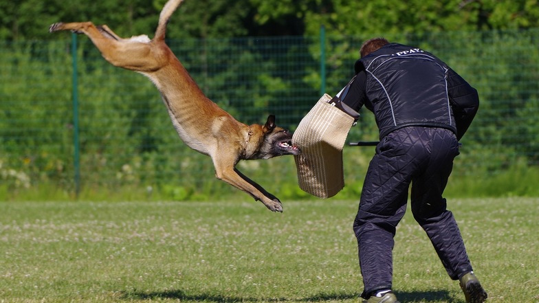 Ein belgischer Schäferhunde bei einer Übung.
