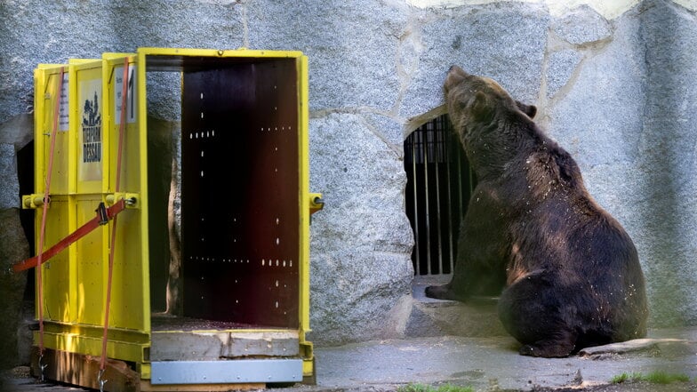 Seit Juli versuchen die Tierpfleger in Bischofswerda, Balu an die Transportbox zu gewöhnen.