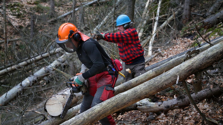 Bergsteiger Karl Wild (vorn) und Andreas Knaak von der Nationalparkverwaltung arbeiten sich durchs Totholz. Mehrere Gipfel sind jetzt wieder erreichbar.