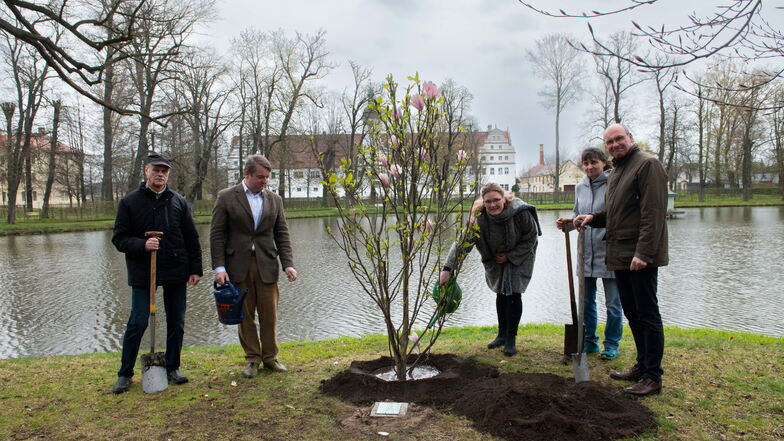 Als Gedenken an den Heimatforscher und Vereinsvorsitzenden Dietmar Enge pflanzte der Förderverein Heimatpflege Röderaue im Zabeltitzer Park eine Magnolie.