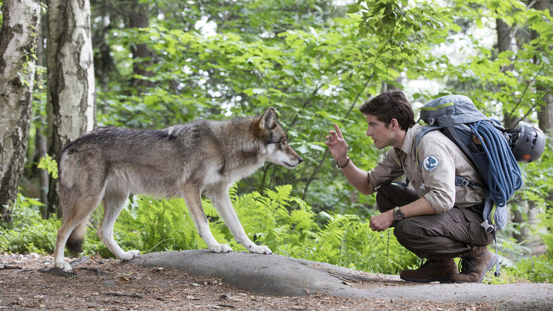 Der zahme Wolf war der Aufreger in den ersten beiden Teilen der ARD-Produktion "Der Ranger". Nun werden weitere Teile in der Sächsischen Schweiz gedreht.
