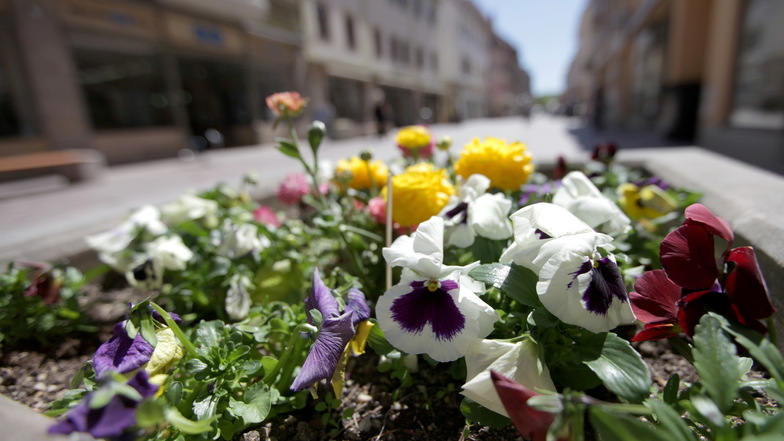 Blühen ohne Sparzwang: Pirna hat die Beete schön