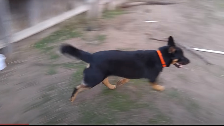 Bei diesem Hund in einem Youtube-Video soll es sich um einen Schäferhund-Rottweiler-Mix handeln. Auch ein Riesaer besitzt so einen Mischling – und versuchte mit ihm offenbar, Polizeibeamte einzuschüchtern. Das hat für den 32-Jährigen eine Strafe zur