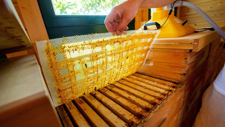 Blick in die Wohnung der "Therapeuten": Unter jedem Absaugtrichter arbeiten vierzig- bis fünfzigtausend Honigbienen.