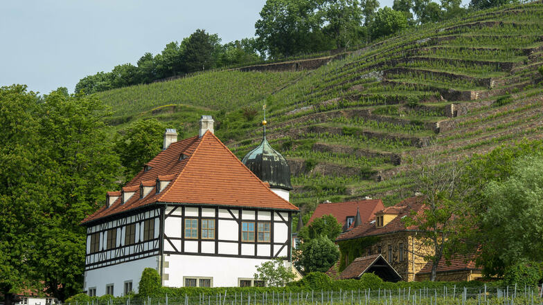 Das städtische Weingut Hoflößnitz in Radebeul. Hier werden Bio-Weine angebaut.