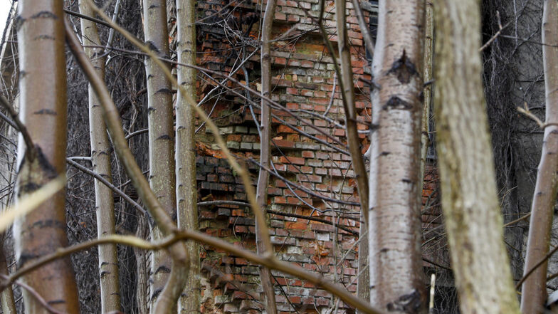 Aus alten Mauern wachsen inzwischen junge Bäume. Der frühere Werksdirektor Johannes Düntsch glaubt nicht, dass hier noch Bausubstanz zu retten ist.
