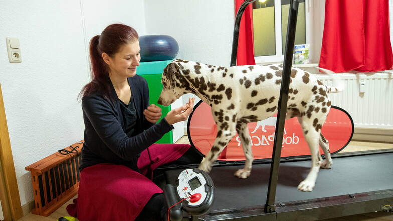 Vivien Wittig arbeitet mit Hund Lucky auf einem Laufband. Hier trainiert er grade zu laufen.