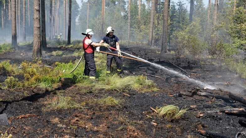 Auf etwa zwei Hektar war ein Bodenfeuer in der Dippoldiswalder Heide ausgebrochen. Die Löscharbeiten waren schwierig. Fotos: Egbert Kamprath