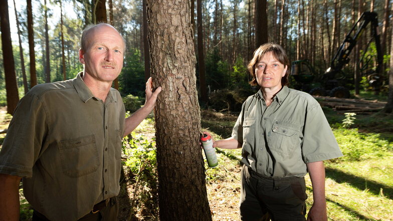 Heiko Müller, Abteilungsleiter bei Sachsenforst, und Revierförsterin Uta Krause sorgen sich um den Fichtenbestand in der Dresdner Heide. Tausende Bäume müssen in den nächsten Wochen gefällt werden.
