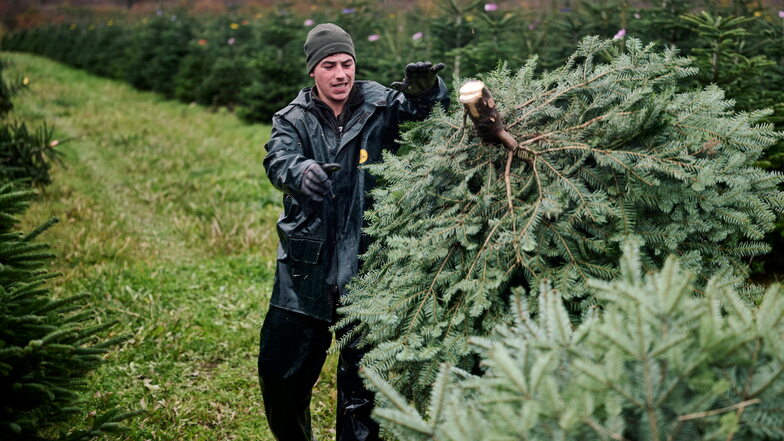Frisch geschlagene Weihnachtsbäume werden für den Verkauf vorbereitet. In einigen Gebieten kann man die Bäume auch selbst ernten.